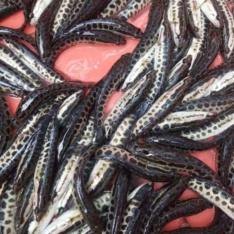 黑鱼苗批量出货各种鱼苗，以质量求生存热烈欢迎考察订购
