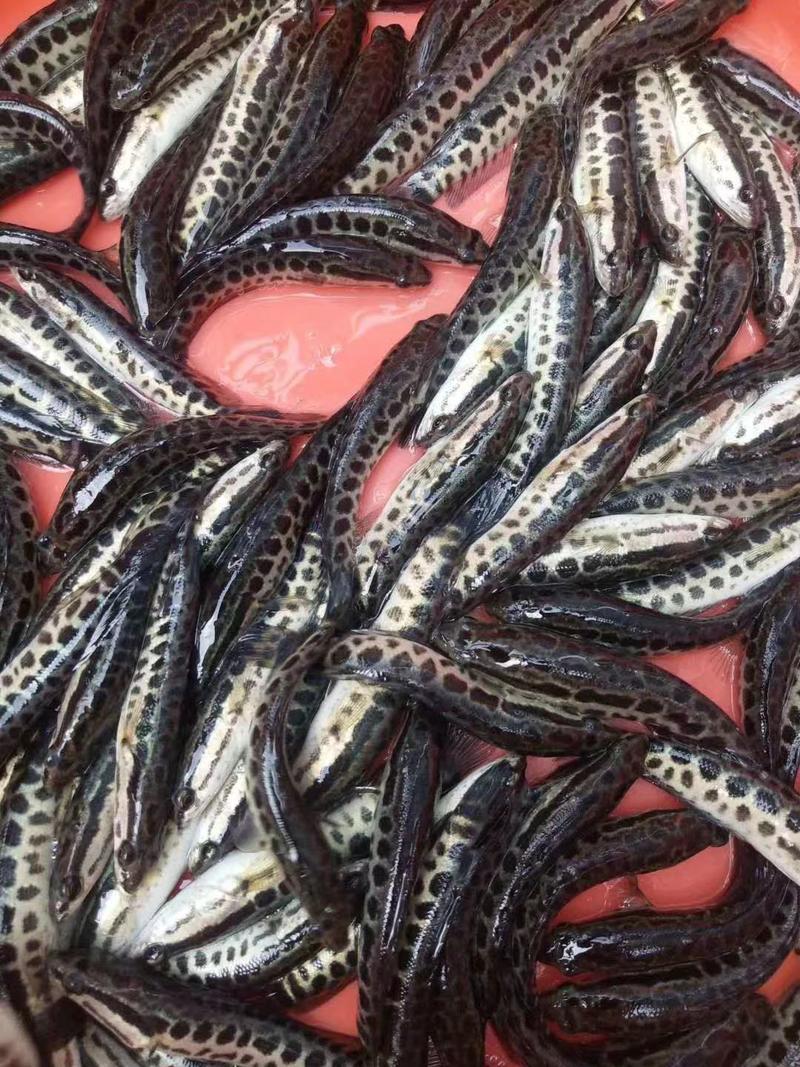 黑鱼苗批量出货各种鱼苗，以质量求生存热烈欢迎考察订购