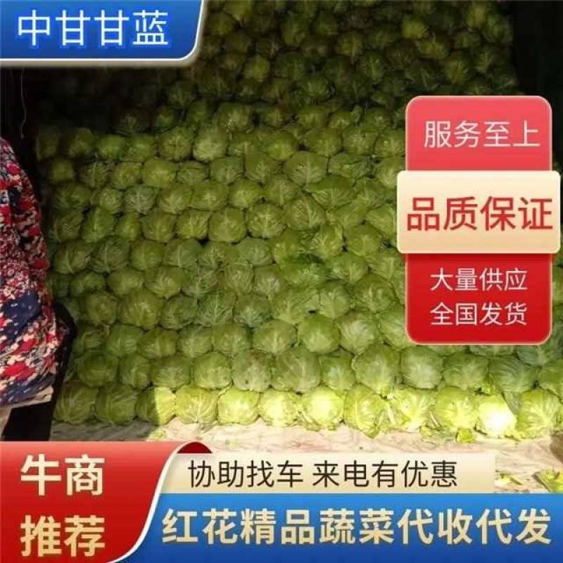 8398甘蓝大量上市货源充足产地直销质量保证