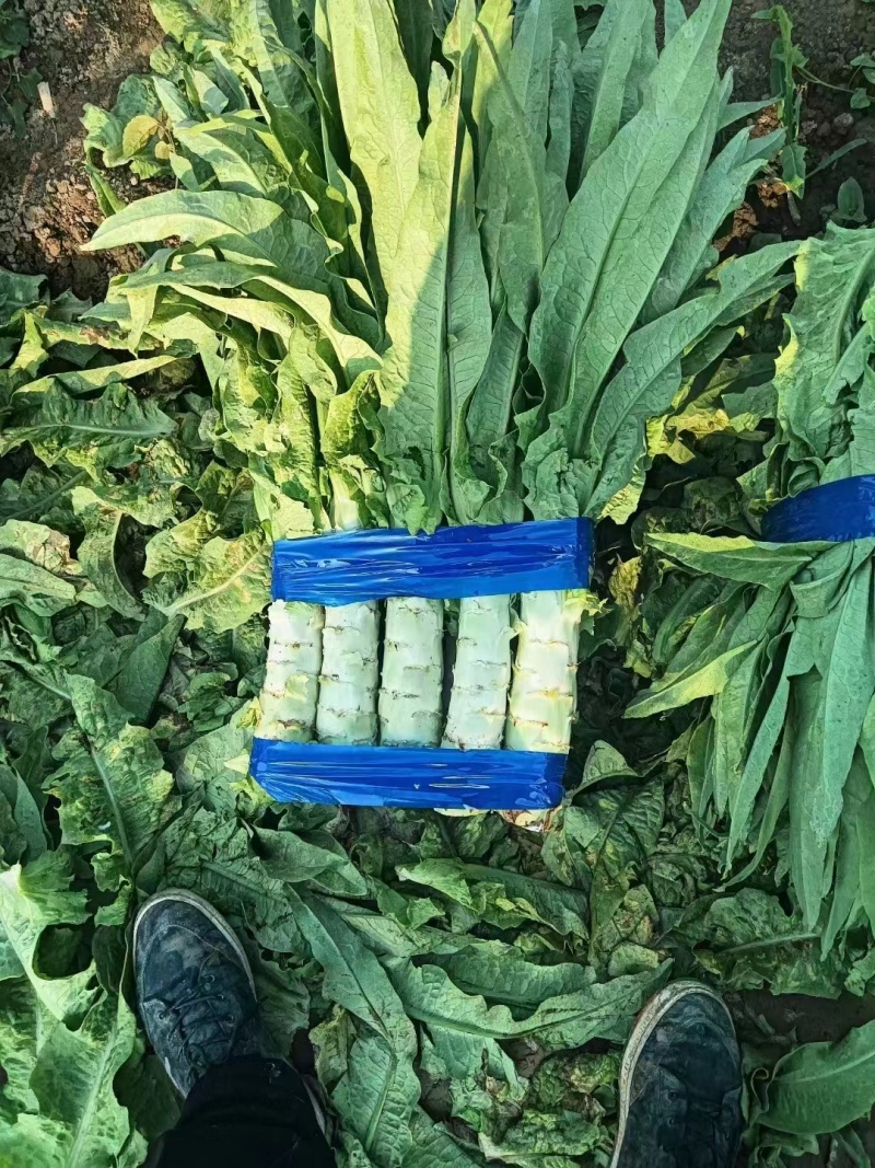 新鲜莴苣，华州区直供，品质保证