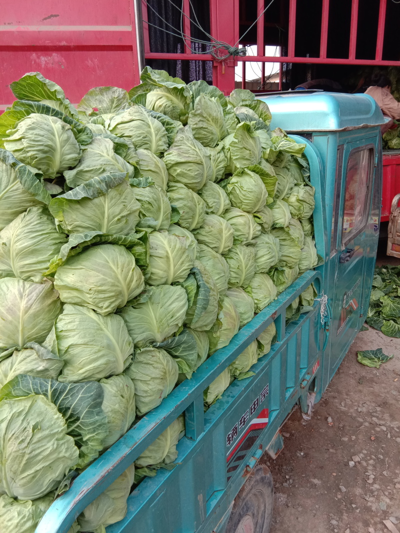 8398甘蓝大量上市货源充足产地直销质量保证