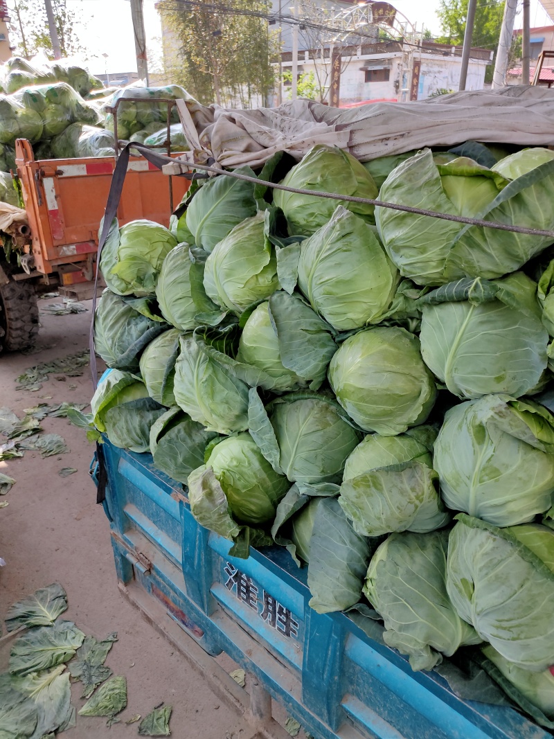 8398甘蓝大量上市货源充足产地直销质量保证