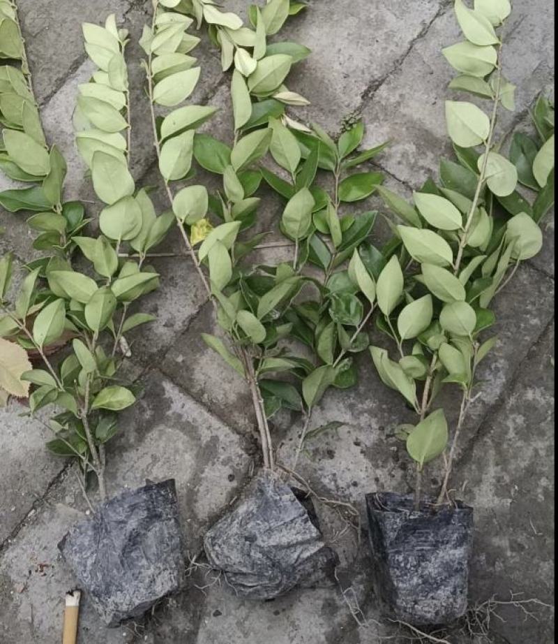 金森女贞杯苗，大杯小杯规格齐全，园林绿化植物，灌丛效果好