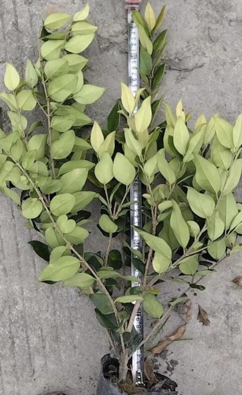 金森女贞杯苗，大杯小杯规格齐全，园林绿化植物，灌丛效果好