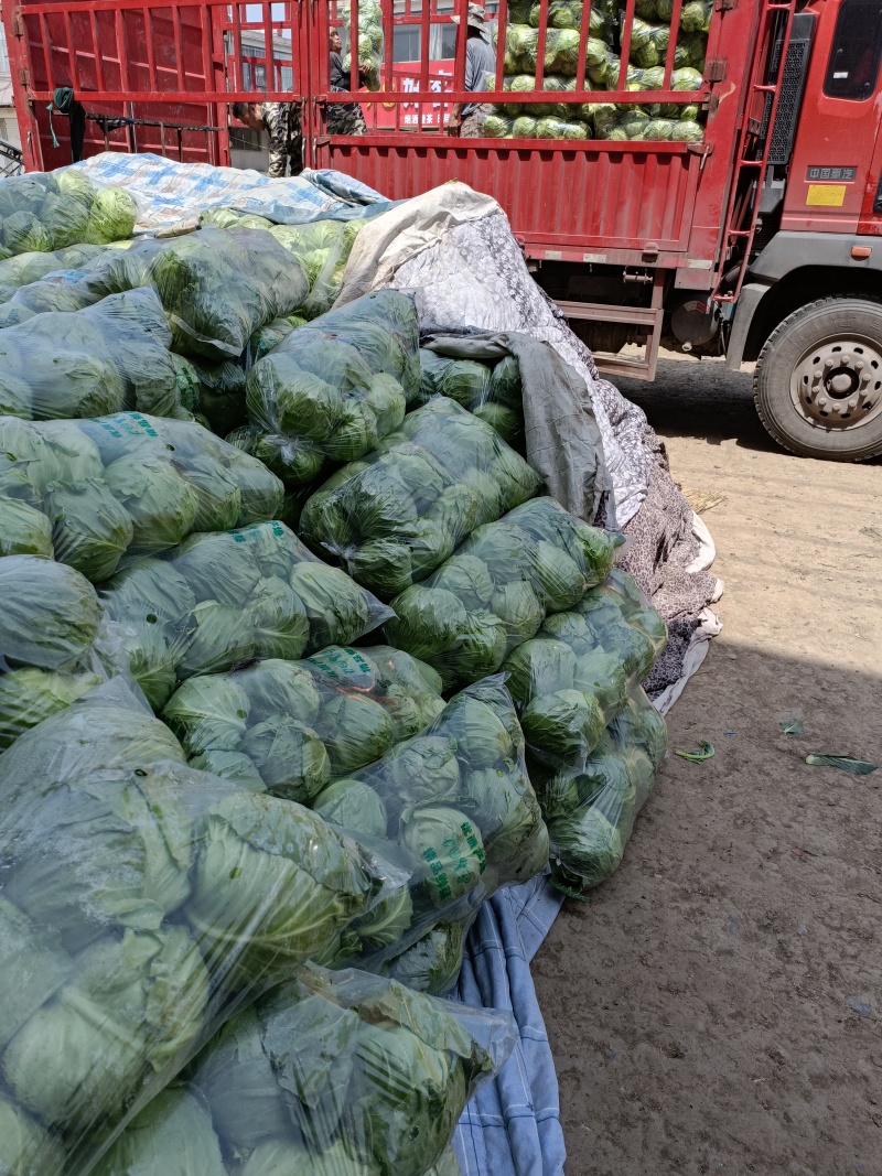 8398甘蓝大量上市货源充足产地直销质量保证