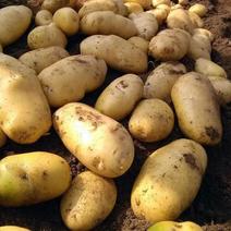 【土豆】希森土豆一手货源保质保量可视频看货代发全国