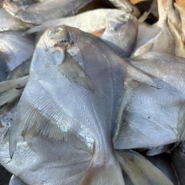 咸银鲳鱼、平鱼、老工艺手法腌制、常年有货保质保量