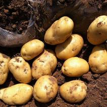 内蒙古沃土土豆大量供货产地直供量大从优全国商超发货