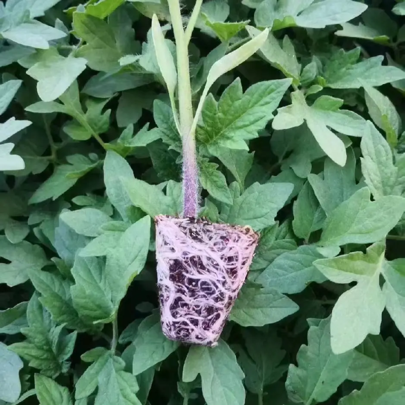 樱桃西红柿苗番茄苗苗圃直发保成活保证正品