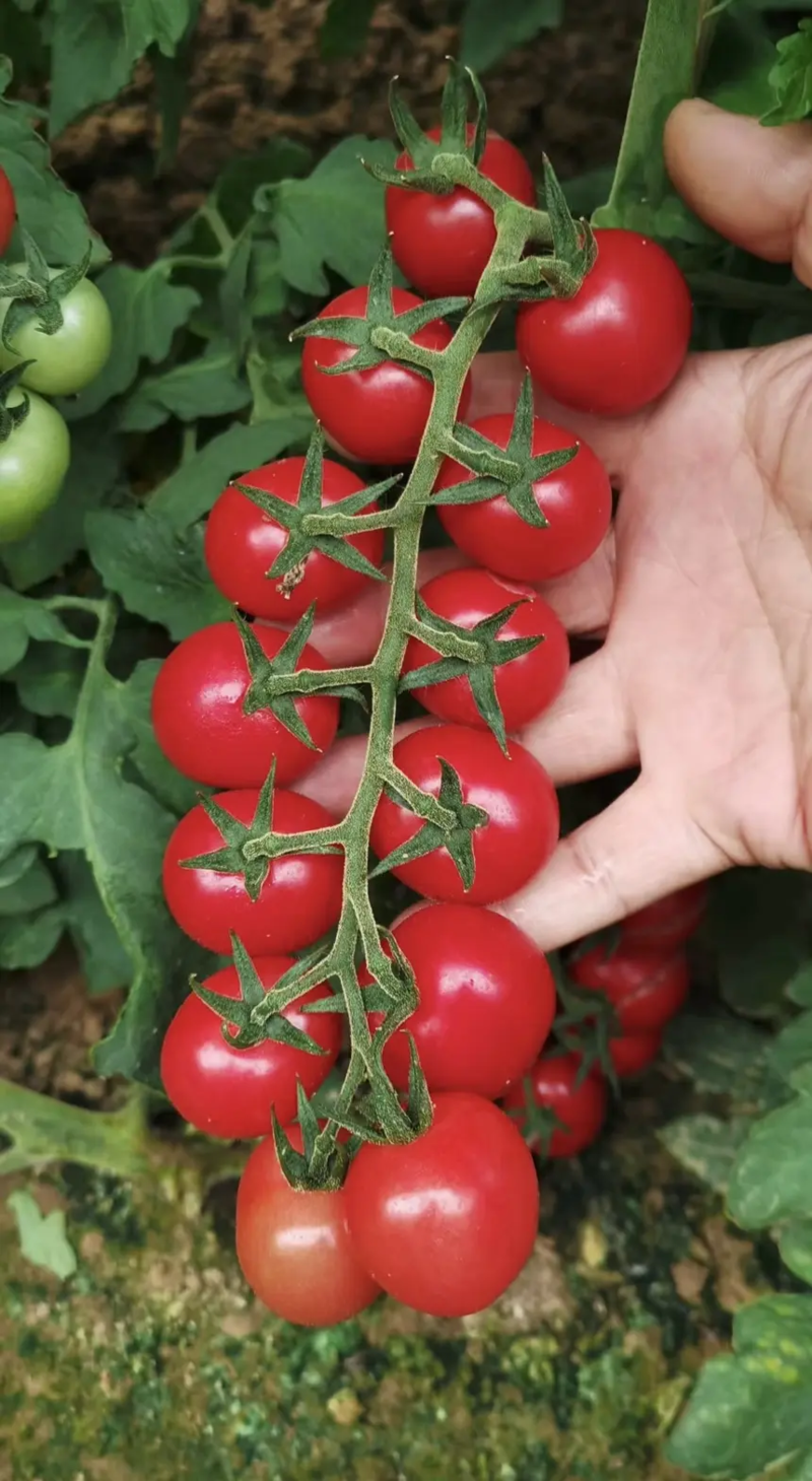 樱桃西红柿苗番茄苗苗圃直发保成活保证正品