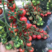 樱桃西红柿苗番茄苗苗圃直发保成活保证正品