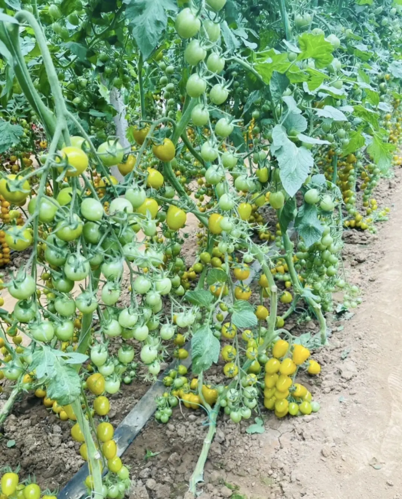 樱桃西红柿苗番茄苗苗圃直发保成活保证正品