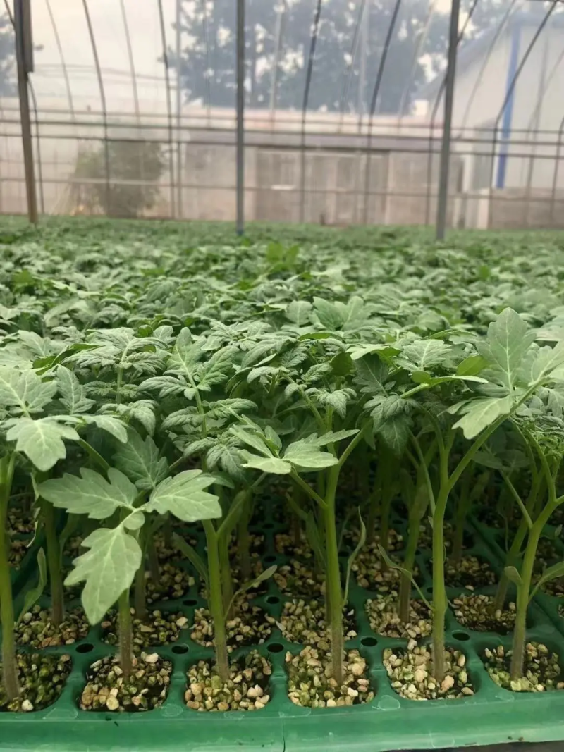 樱桃西红柿苗番茄苗苗圃直发保成活保证正品