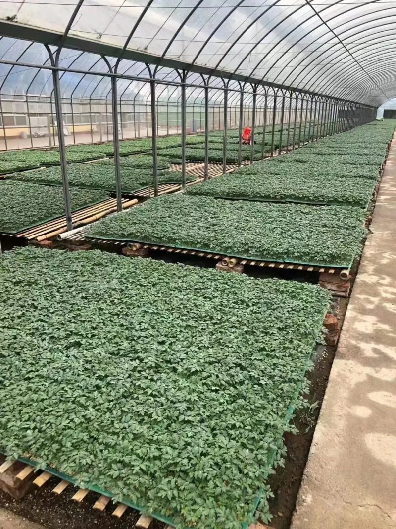 樱桃西红柿苗番茄苗苗圃直发保成活保证正品