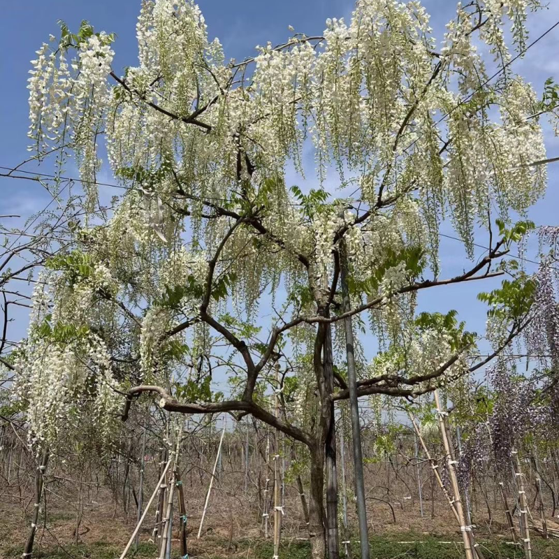 精品高杆紫藤安了寺嫁接紫藤基地直发规格齐全欢迎联系