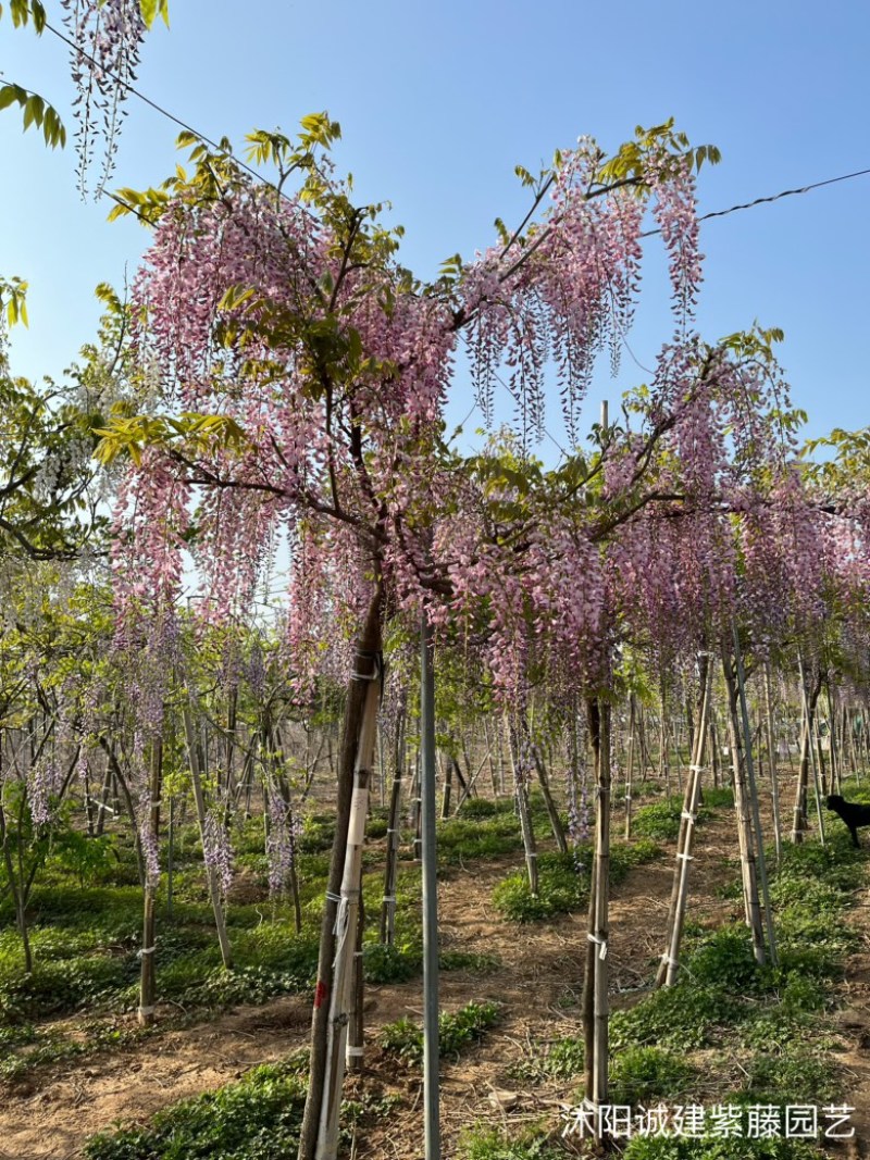 精品日系高杆紫藤阿知基地直发品质保证量大从优