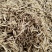 云南大天冬