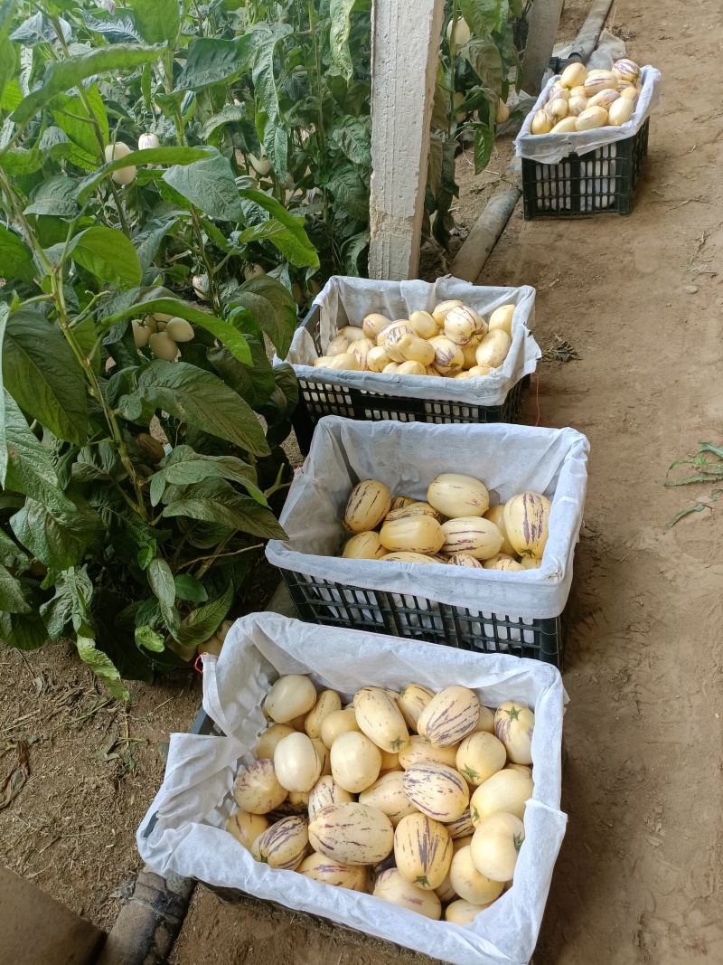 精品人参果民勤沙地人参果，低糖清甜多汁，黄皮黄肉
