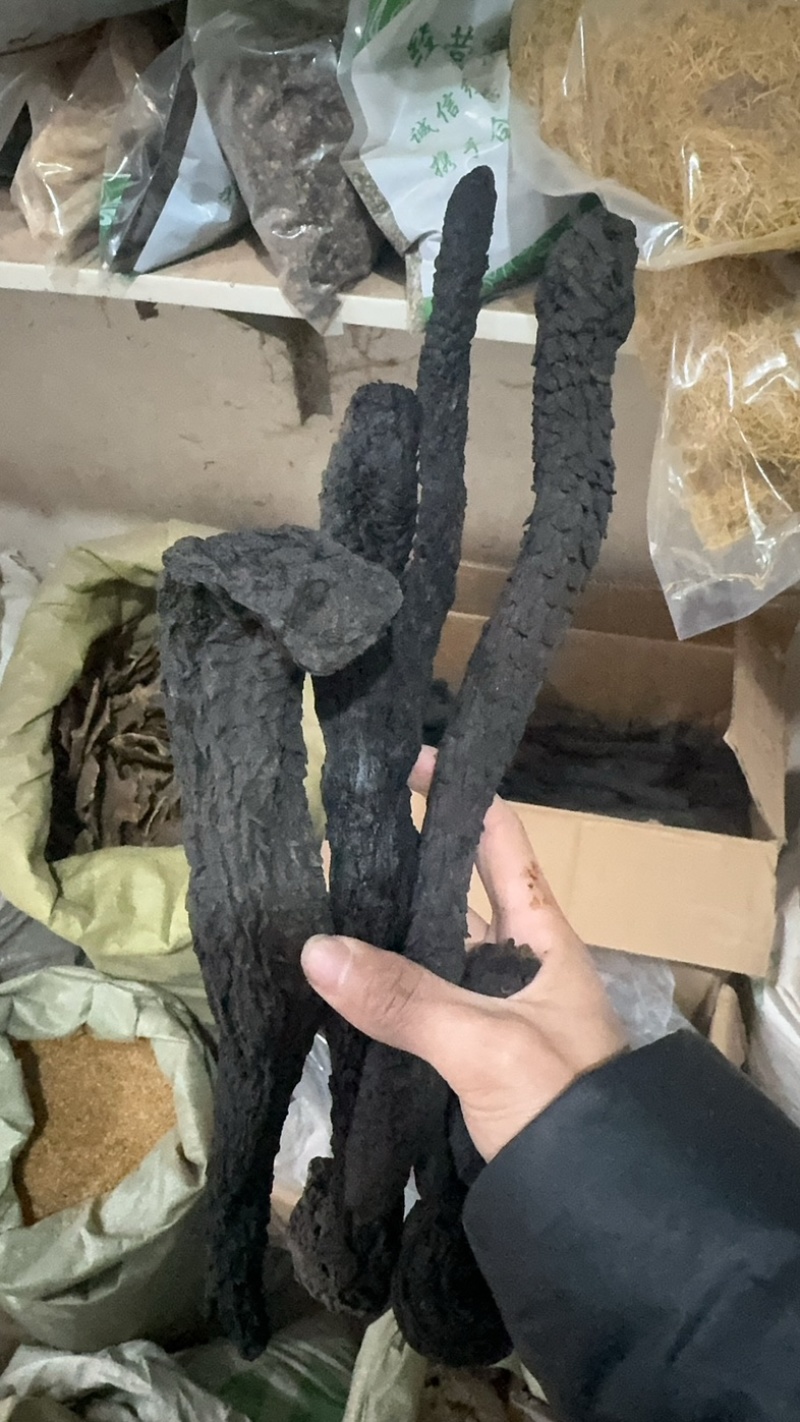 肉苁蓉阿拉善肉苁蓉肉厚软大芸油性大肉纵容