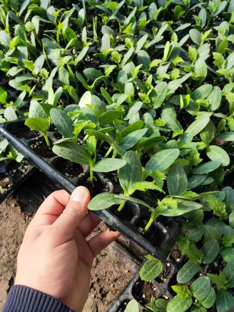 黄瓜苗优质黄瓜苗大量上市一手货源保质保量可视频看