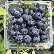 云南普洱景东县露天种植的精品蓝莓L25F6优瑞卡蓝莓批发
