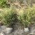 十大功劳，庭院绿化苗木，街道公园造景植物，基地直发