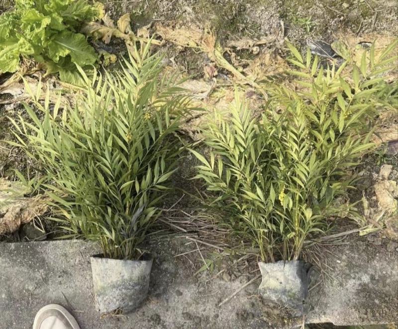 十大功劳，庭院绿化苗木，街道公园造景植物，基地直发