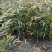 十大功劳，庭院绿化苗木，街道公园造景植物，基地直发