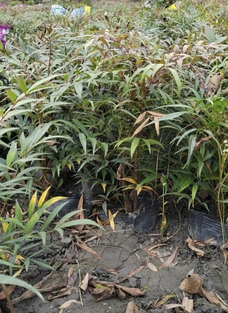 十大功劳，庭院绿化苗木，街道公园造景植物，基地直发