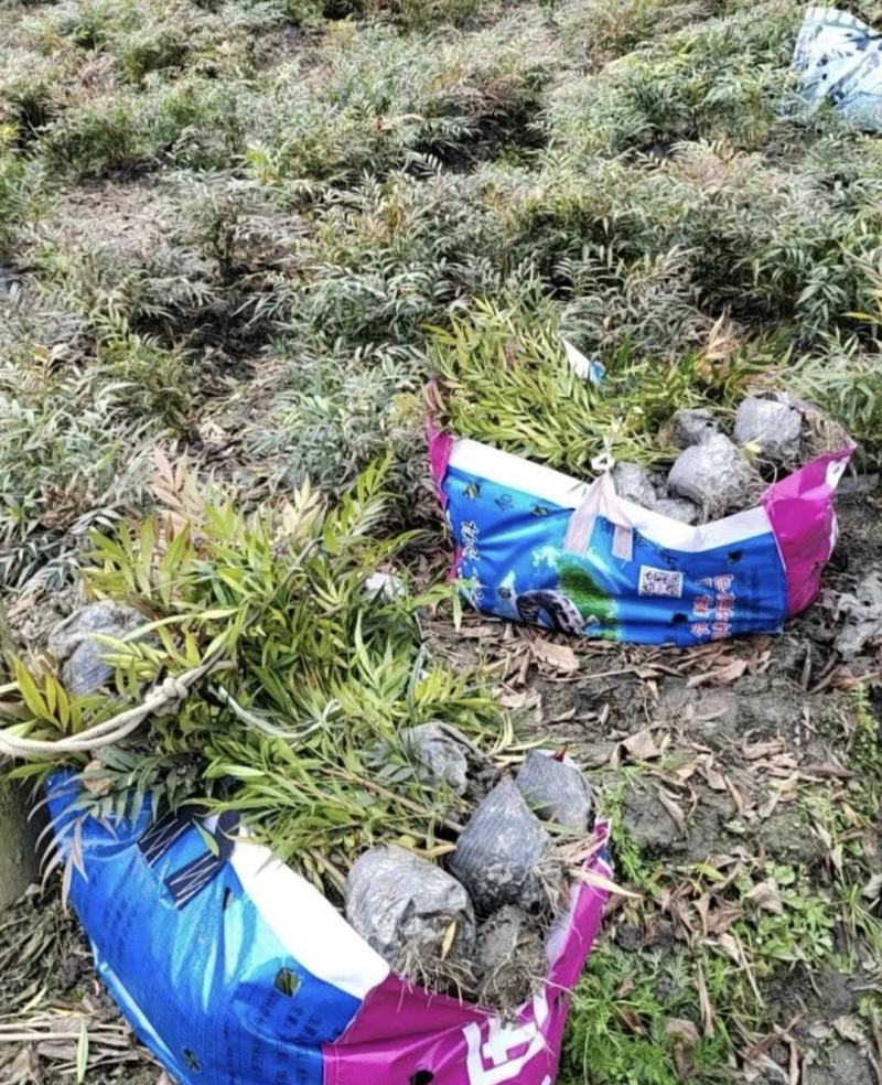 十大功劳，庭院绿化苗木，街道公园造景植物，基地直发