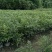 十大功劳，庭院绿化苗木，街道公园造景植物，基地直发