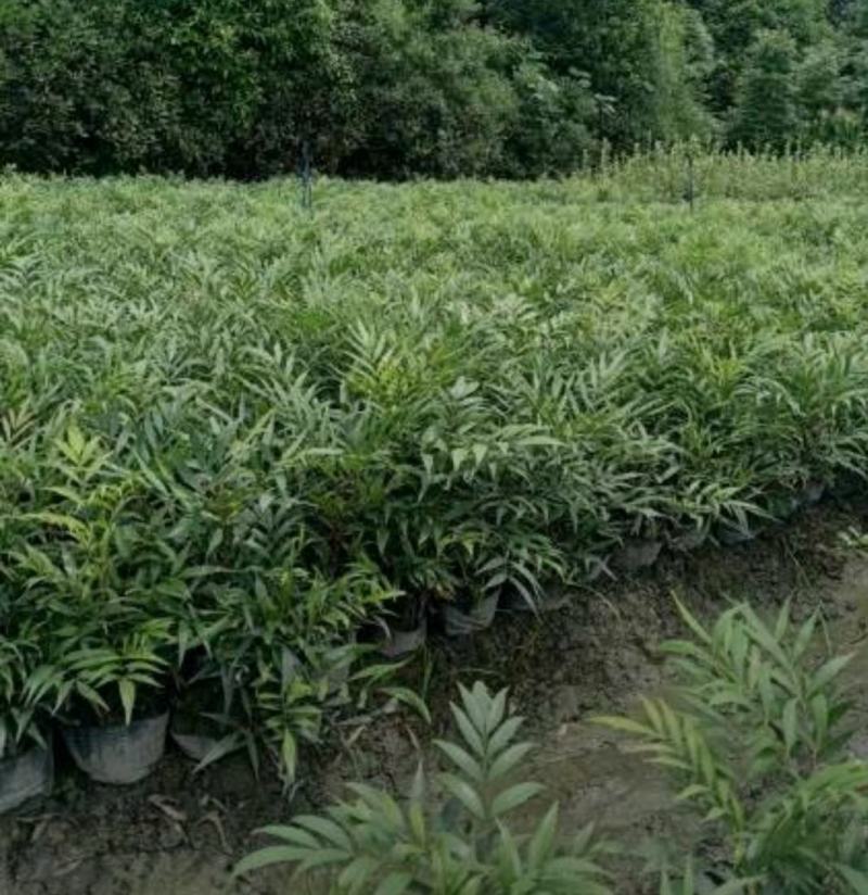 十大功劳，庭院绿化苗木，街道公园造景植物，基地直发