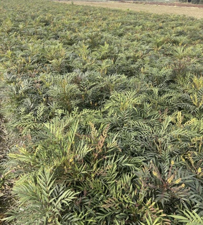 十大功劳，庭院绿化苗木，街道公园造景植物，基地直发