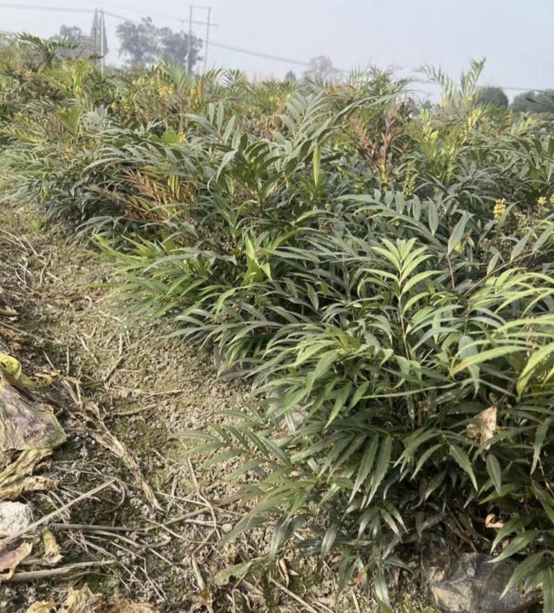 十大功劳，庭院绿化苗木，街道公园造景植物，基地直发