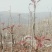 山东省新泰市香椿芽批发基地欢迎新老客致电