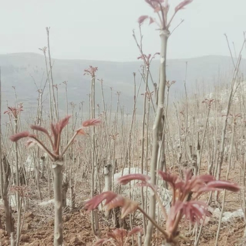山东省新泰市香椿芽批发基地欢迎新老客致电