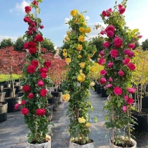 蔷薇花苗藤本月季特大浓香庭院爬藤植物花卉盆栽阳台玫瑰爬墙