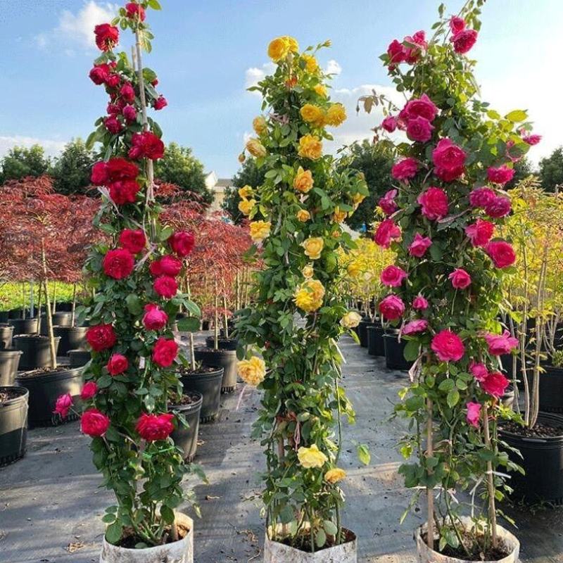 蔷薇花苗藤本月季特大浓香庭院爬藤植物花卉盆栽阳台玫瑰爬墙
