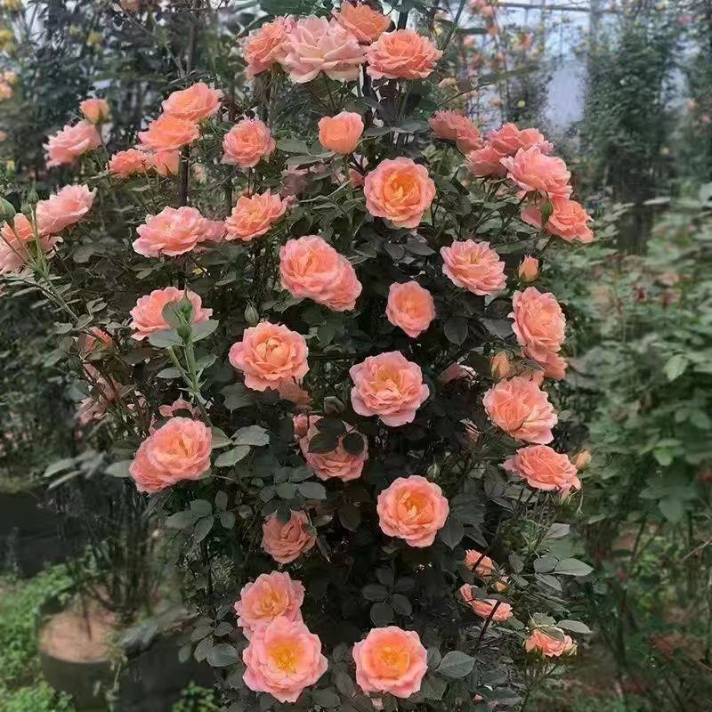 蔷薇花苗藤本月季特大浓香庭院爬藤植物花卉盆栽阳台玫瑰爬墙