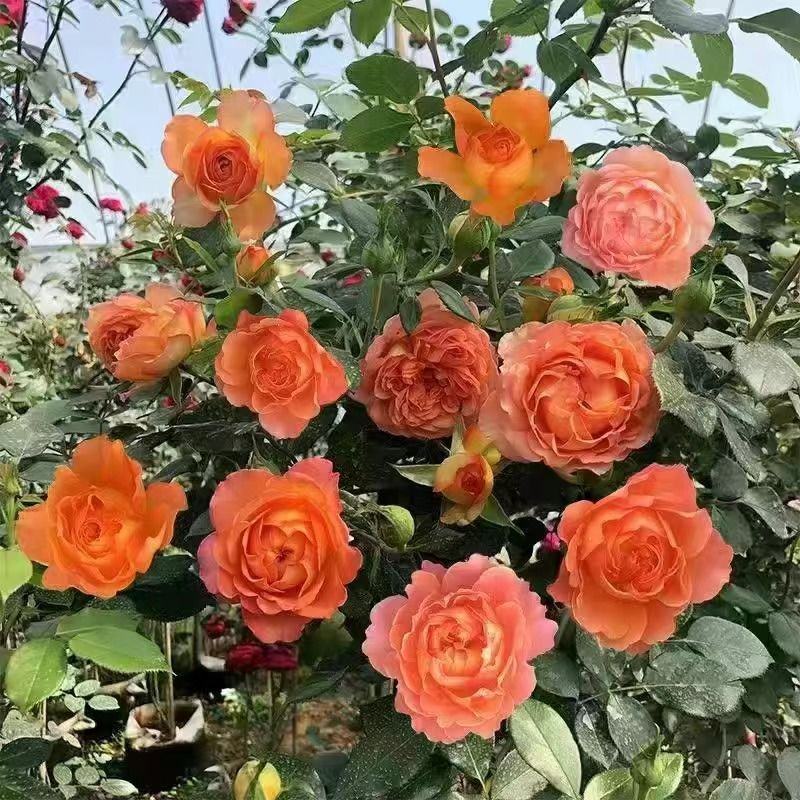 蔷薇花苗藤本月季特大浓香庭院爬藤植物花卉盆栽阳台玫瑰爬墙
