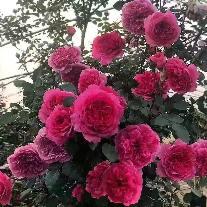 蔷薇花苗藤本月季特大浓香庭院爬藤植物花卉盆栽阳台玫瑰爬墙