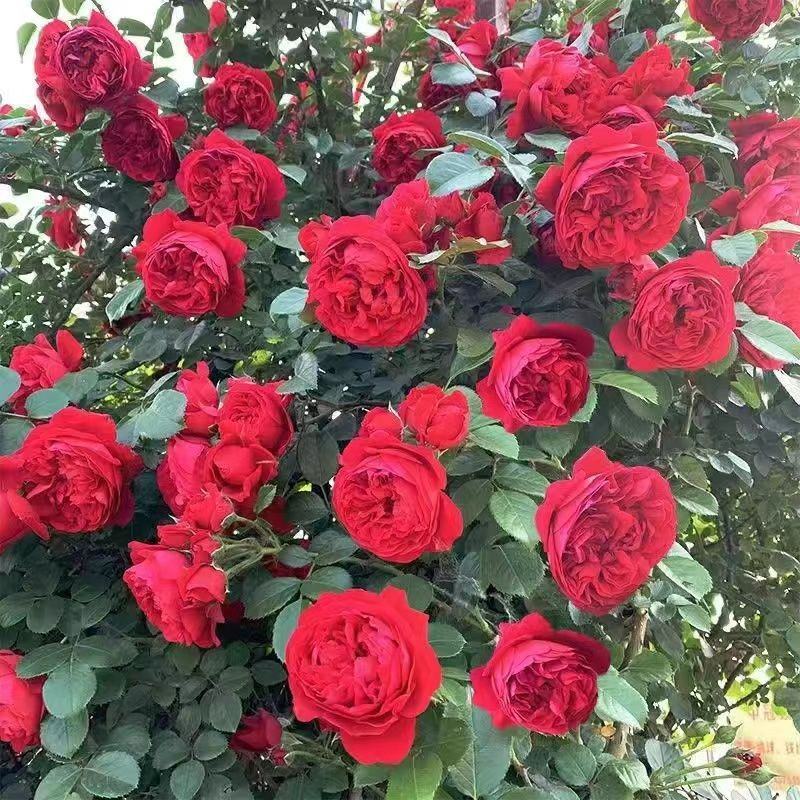蔷薇花苗藤本月季特大浓香庭院爬藤植物花卉盆栽阳台玫瑰爬墙