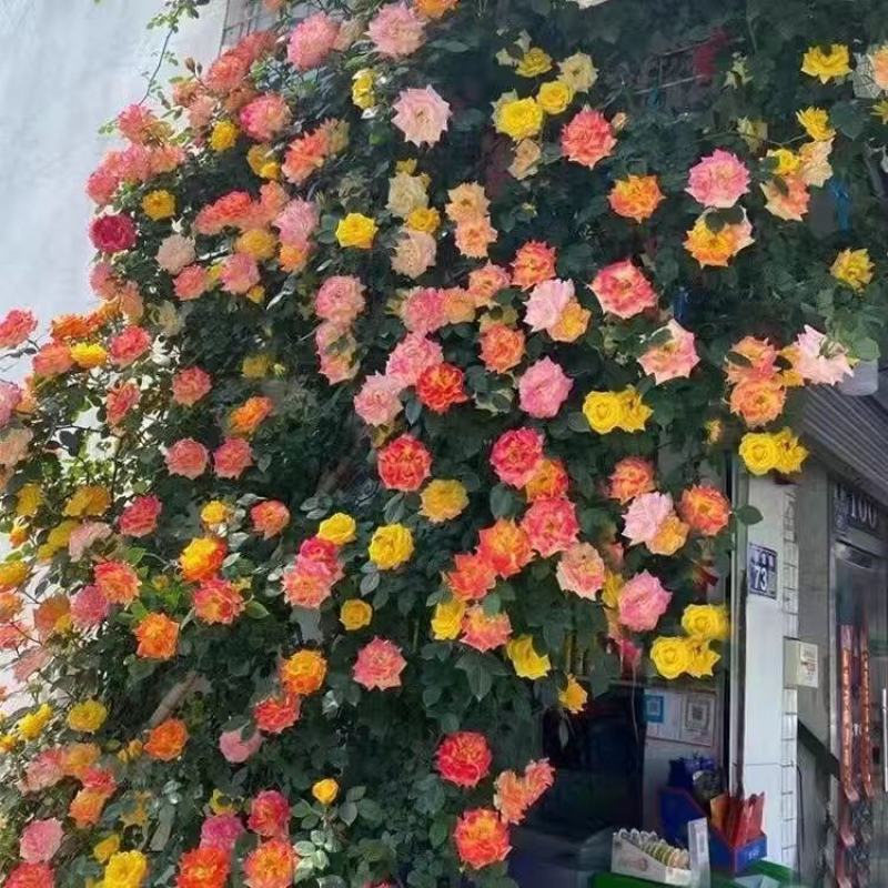 蔷薇花苗藤本月季特大浓香庭院爬藤植物花卉盆栽阳台玫瑰爬墙