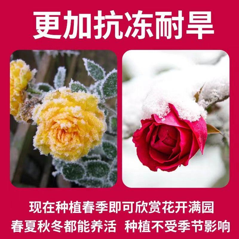 蔷薇花苗藤本月季特大浓香庭院爬藤植物花卉盆栽阳台玫瑰爬墙