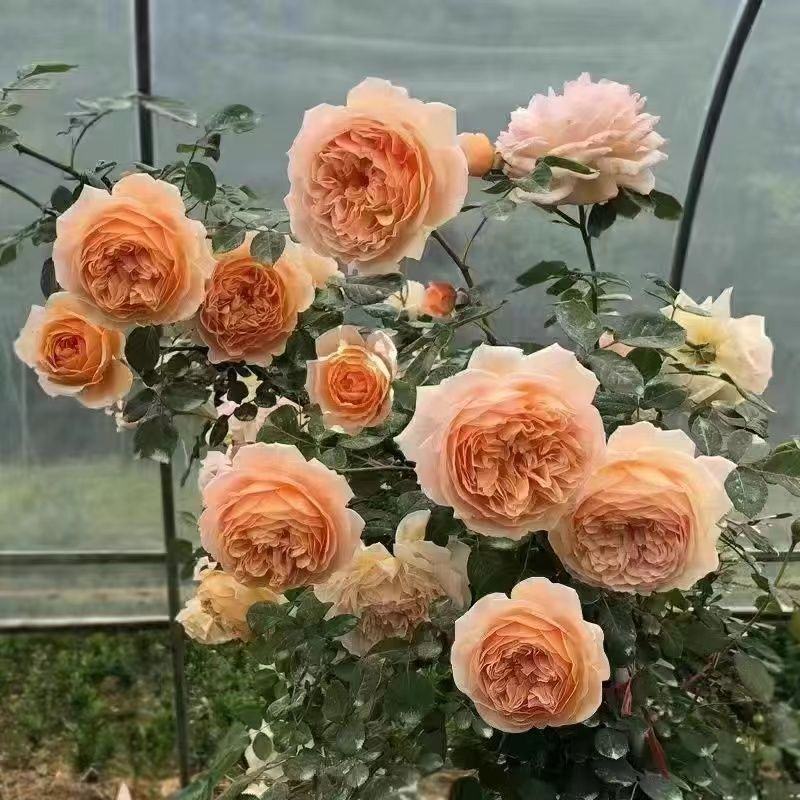 蔷薇花苗藤本月季特大浓香庭院爬藤植物花卉盆栽阳台玫瑰爬墙