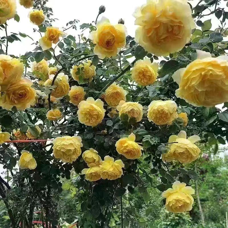 蔷薇花苗藤本月季特大浓香庭院爬藤植物花卉盆栽阳台玫瑰爬墙