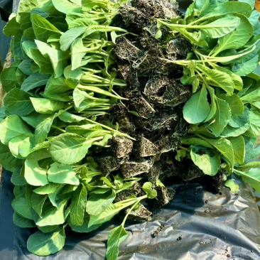甘蓝苗精品基地直发一手货源品质有保证，抗热，抗病虫害
