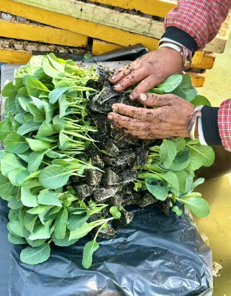 甘蓝苗精品基地直发一手货源品质有保证，抗热，抗病虫害