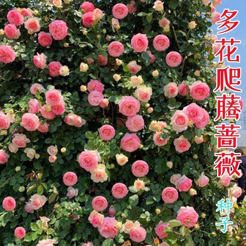 蔷薇花苗藤本月季特大浓香庭院爬藤植物花卉盆栽阳台玫瑰爬墙
