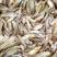 三黄塘角鱼鱼苗品质优良一手货源品种齐全量大从优